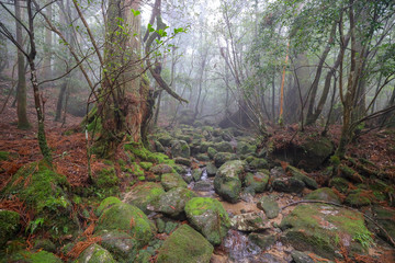 白谷雲水峡：屋久島　日本