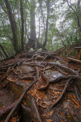 白谷雲水峡：屋久島　日本