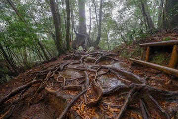 白谷雲水峡：屋久島　日本