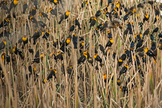 รูปภาพSabana – เลือกดูภาพถ่ายสต็อก เวกเตอร์ และวิดีโอ7,206 | Adobe Stock