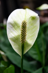 Arum or Flamingo flower in the park