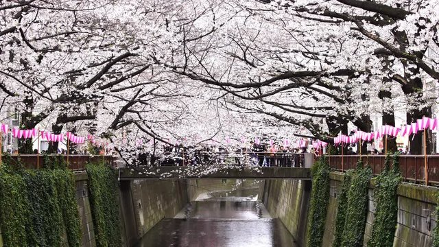Cherry blossom festival in full bloom at Meguro River . Meguro River is one of the best place to enjoy it