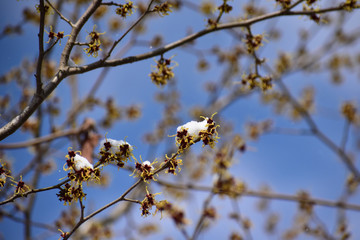 マンサクの花に雪