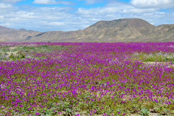 Flowers in the desert of Chile