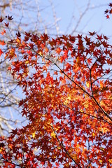 紅葉