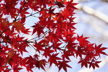 紅葉