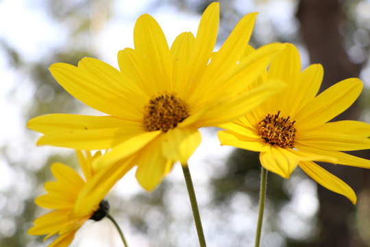 Flores Amarillas
