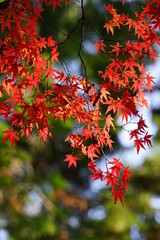 楓の紅葉