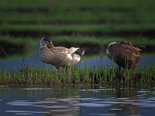 duck in the social line