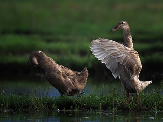 duck flapping wings