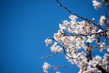 桜の枝・花・先端アップ３