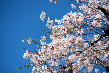 青空と満開の桜４