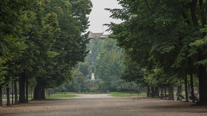 many trees in city park