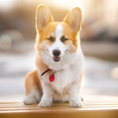 Pembroke Welsh Corgi outdoors