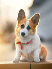 Pembroke Welsh Corgi outdoors