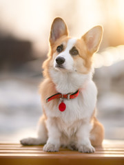 Pembroke Welsh Corgi outdoors