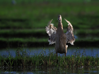 duck flapping wings
