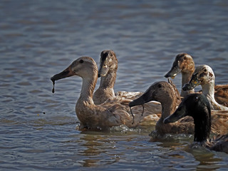 ducks enjoy swimming