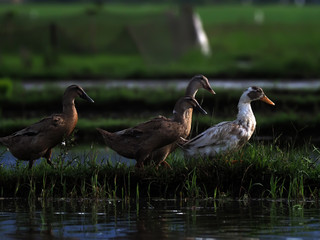 duck in the social line