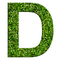 Alphabet letter D made of green grass and clovers. Letter isolated on white background