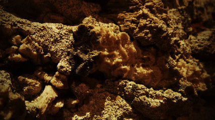 detalle de pared construida con corales