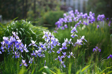 Iris sibirica (Siberian iris or Siberian flag) 