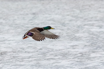 portrait of a duck in flight