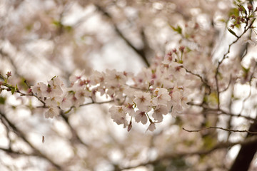 満開の桜