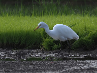 little egret enjoys morning dew