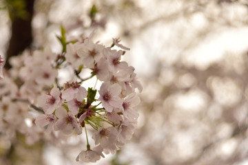 満開の桜