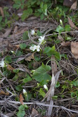 Forest in central Europe in early spring
