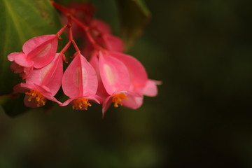 Begonia maculata flowers with space on right and below for text.
