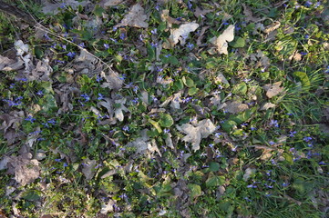 Forest in central Europe in early spring
