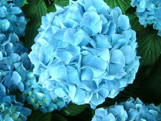 Blooming pale light blue hydrangea flowers at the garden