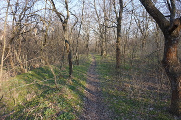 Narrow path in the spring forest.