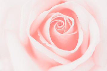 Fototapeta na wymiar Valentine love heart coral fresh pink rose