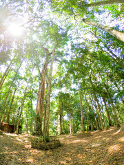 Sun ray through the forest