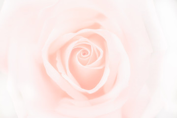 Fototapeta na wymiar Valentine love heart coral fresh pink rose