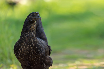 Black chicken, green background with space