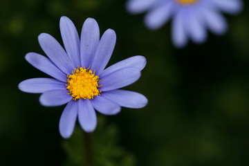 Powder blue Felicia amelloides daisy flower on the left with space for text on the right.
