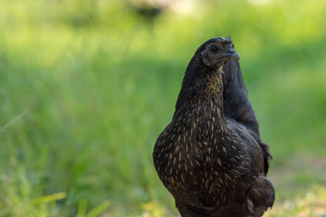 black chicken standing in a farm field and space