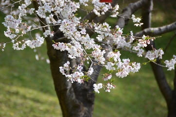 Cherry blossoms are in full bloom