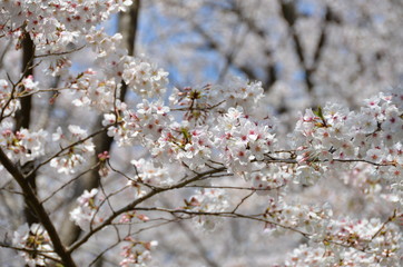 Cherry blossoms are in full bloom