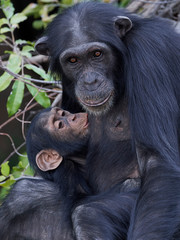 Chimpanzee (Pan troglodytes)