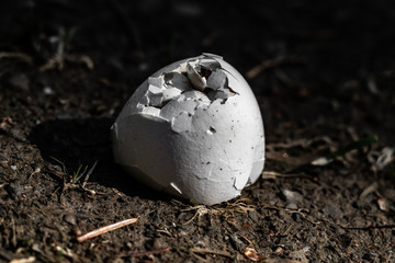 Obraz premium Frisch geschlüpft