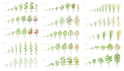 Agricultural plant, growth set animation. Cucumber tomato eggplant pepper corn grain and many other. Vector showing the progression growing plants. Growth stages planting.