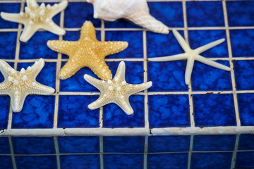 Fototapeta na wymiar Starfish on pool side blue tiles 