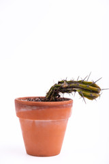 Vertical image of a dried dying cactus in a pot on white background. Down direction concept. Degradation.