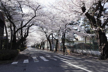 日本の桜並木道