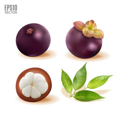 Vector ripe mangosteen with leaves set isolated on white background closeup. Realistic vector, 3d illustration